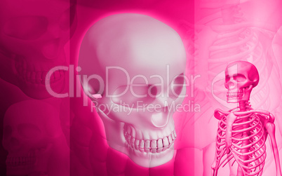 skeleton and human Skull