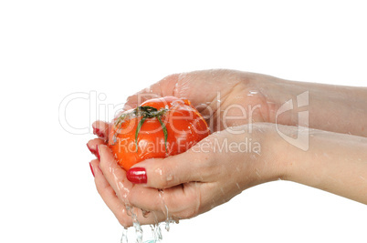 Tomato in palms