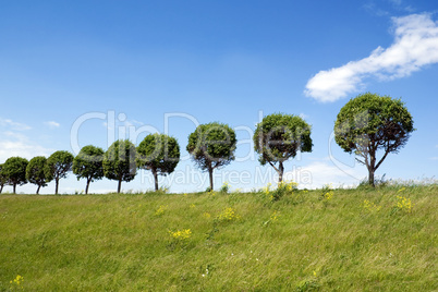 Trees in a line