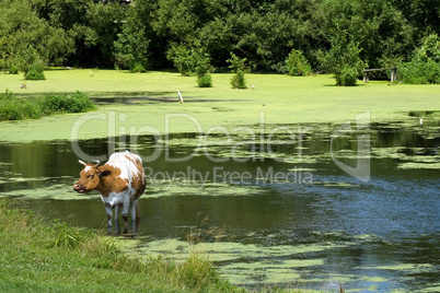 Cow saving from heat