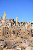 Cacti on the Isla del Pescado