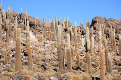 Cacti on the Isla del Pescado