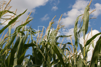 Mais, Feld, Himmel