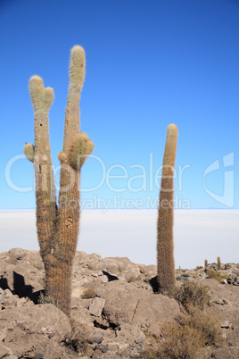 Cacti on the Isla del Pescado