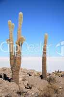 Cacti on the Isla del Pescado