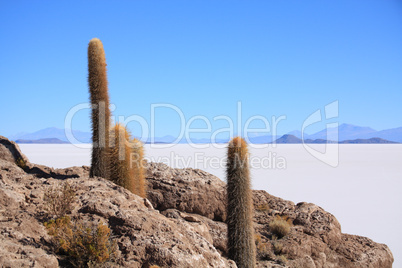 Cacti on the Isla del Pescado