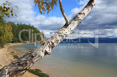 Birch on Baikal lake