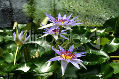 Seerose, Nymphaea caerulea