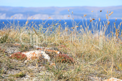 Baikal lake