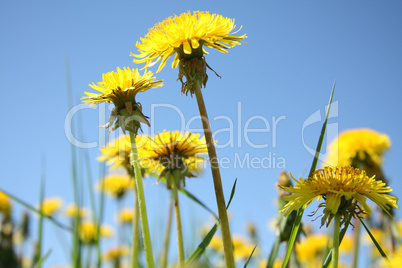 Yellow taraxacum