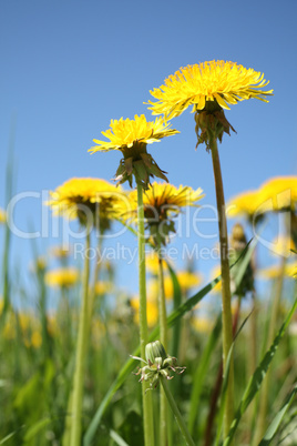 Yellow taraxacum