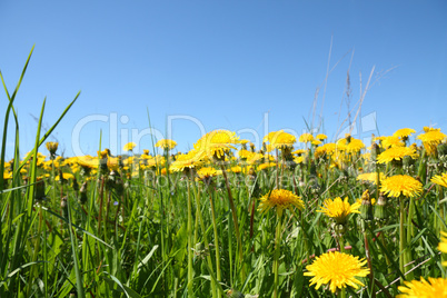 Yellow taraxacum