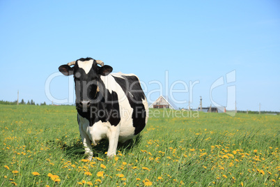 Cow