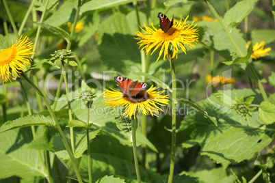 Butterfly on the flower