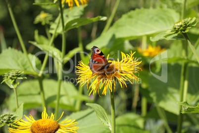 Butterfly on the flower