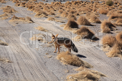 Fox in Bolivia