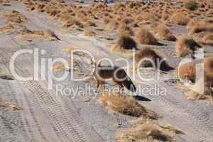 Fox in Bolivia