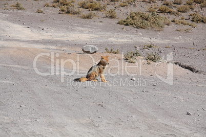 Fox in Bolivia