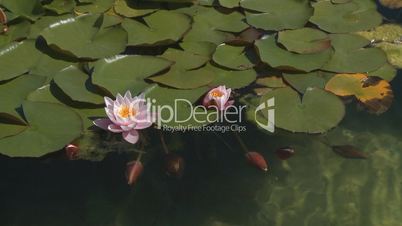 Waterlily buds in calm water