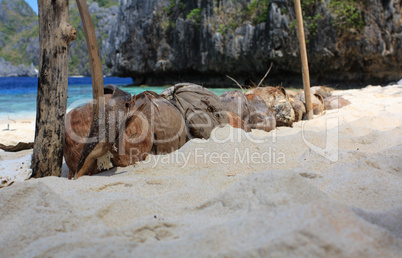 Coconuts on the tropical beach