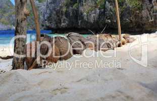 Coconuts on the tropical beach