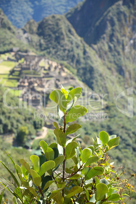 Bush and Machu Picchu ruins