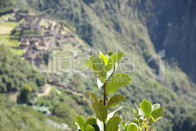 Bush and Machu Picchu ruins