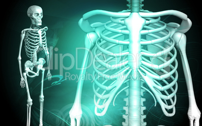 skeleton and human rib