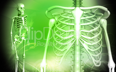skeleton and human rib