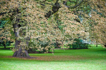 Autumn park