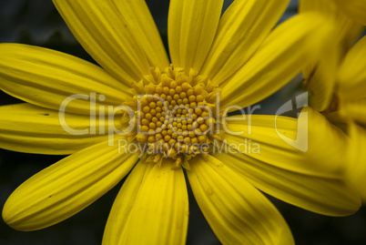 Daisy Flowers in a Garden