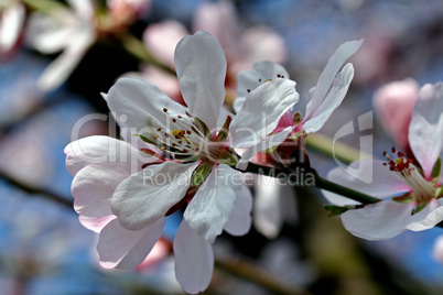 Mandelblüten