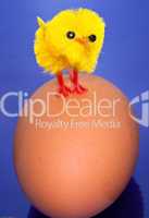 Chick on an egg