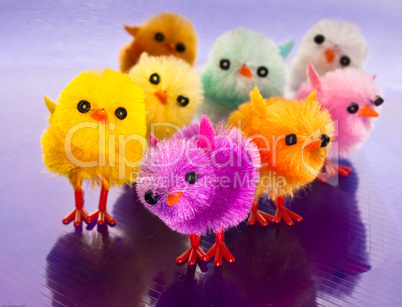 colourful spring chicks