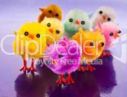 colourful spring chicks