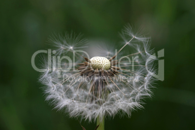 Löwenzahn - Taraxacum Officinale