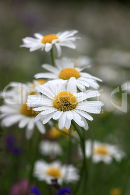 Margerite - Chrysanthemum Leucanthemum