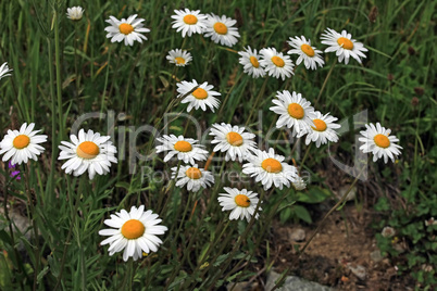 Margerite - Chrysanthemum Leucanthemum