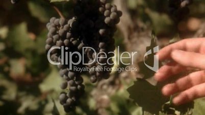 Hand on grapes - Hand an Weintrauben