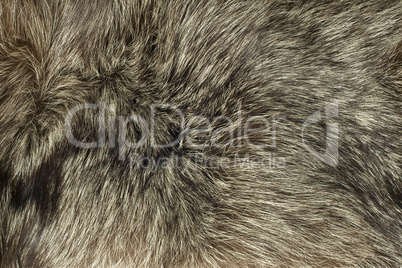 Closeup of Fox fur