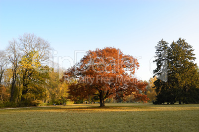 The tree in the middle of a glade