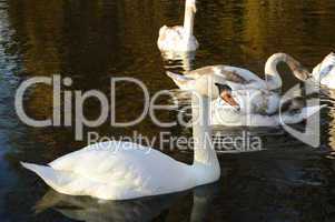 White swan on the water in the park