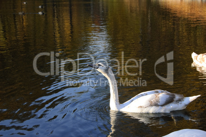 Grey swan on the water in the park