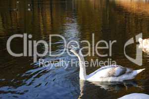 Grey swan on the water in the park