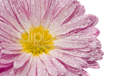 Macro of golden-daisy with droplets