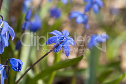 Blue snowdrop