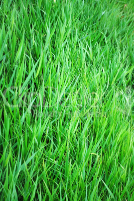 grass background