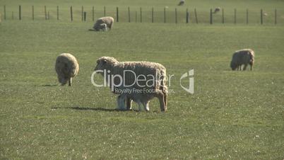Ewe feeds her lamb
