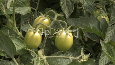 Tomatoes in the field