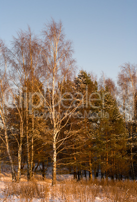 Evening forest.